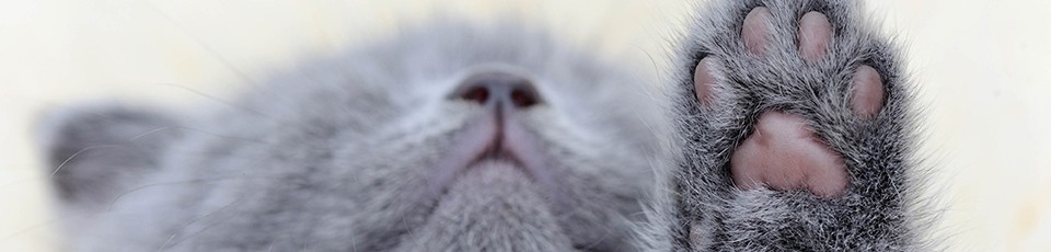 Kattebørste » Se udvalg af lækre ⇒
